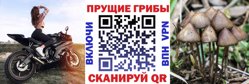 цены наркотик  ссылка на мегу tor  Псилоцибиновые грибы Magic Shrooms  Касли 
